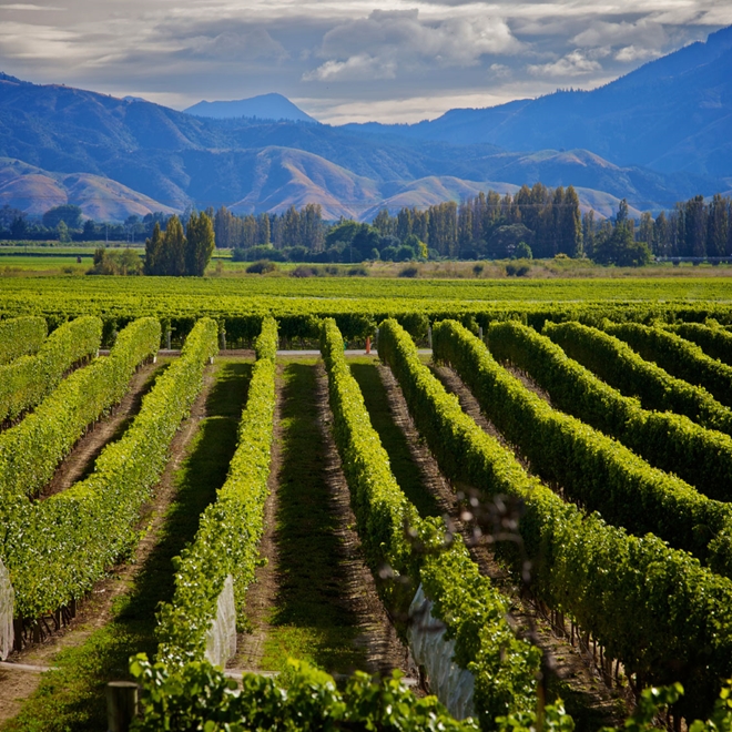 Marlborough Vineyard