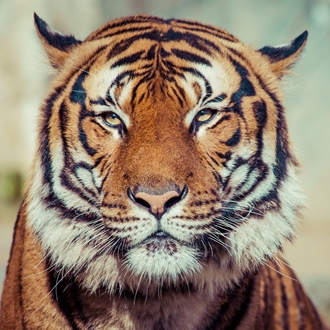 Tiger, India