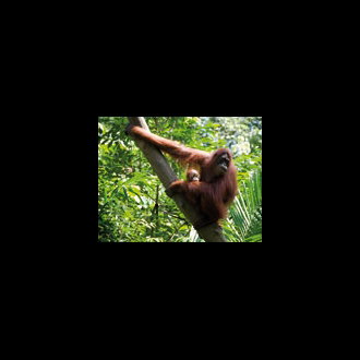 Orang utan