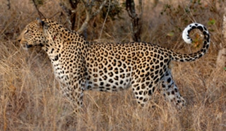 Botswana safari & Victoria Falls