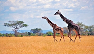 Why we love a November safari