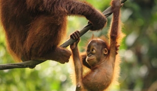 Our guide to Borneo