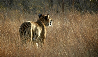 India's wildlife safaris