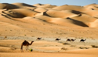 Middle Eastern highlights