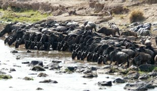 Naibor, Maasai Mara