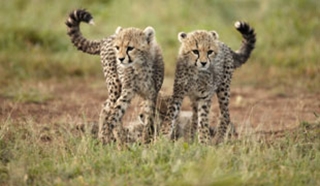 10 Safaris That Offer Unforgettable Experiences for Every Budget