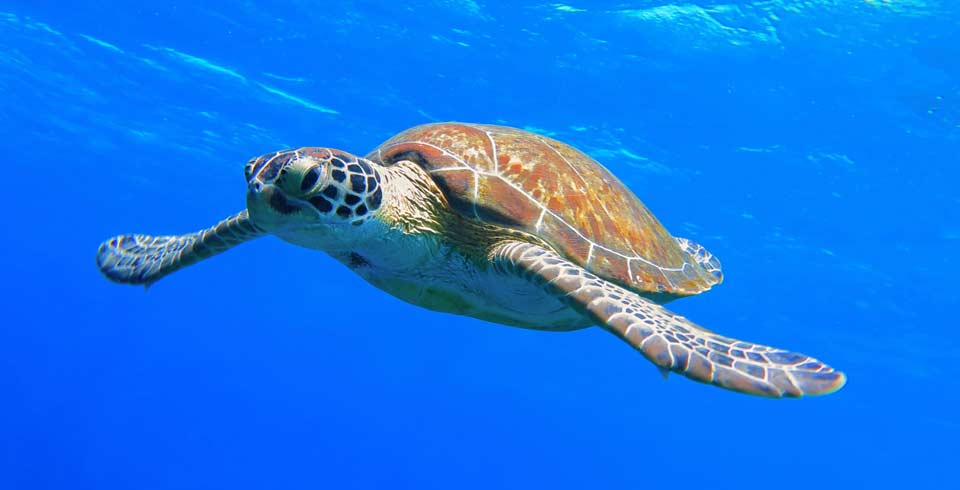 Mauritius