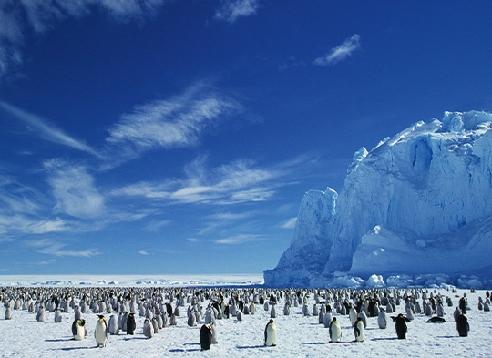 Penguins in Antarctica