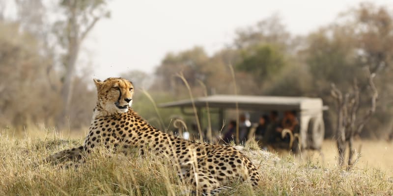 Cheetah on safari