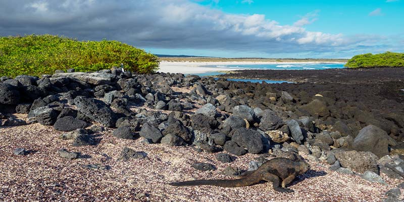 An iguana sitting on black rocks