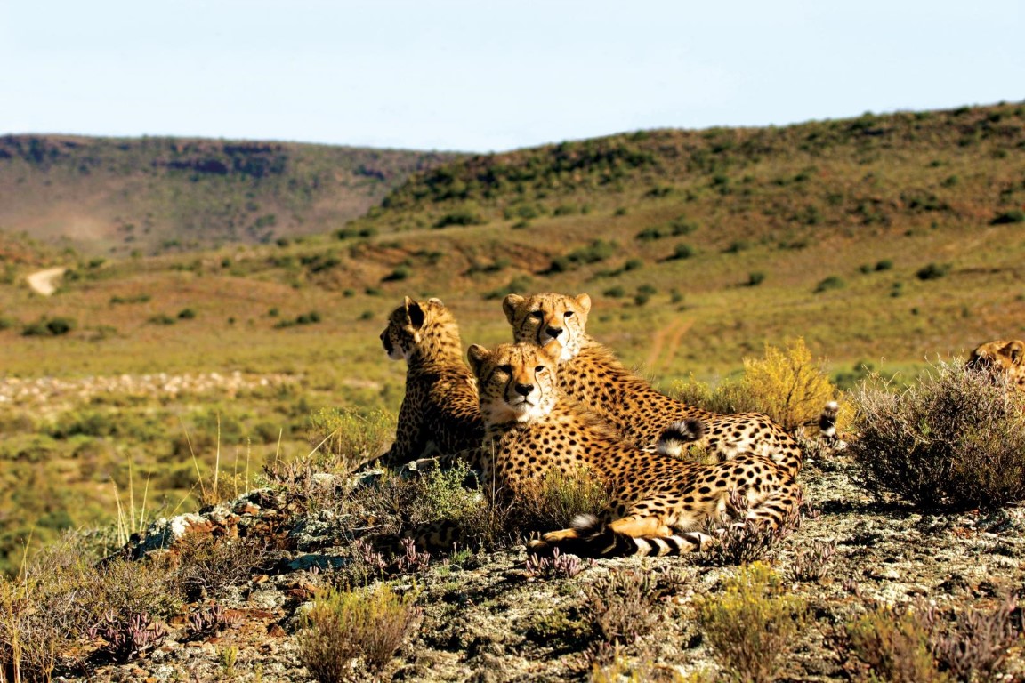 Three large cats in South Africa