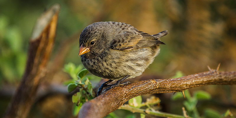 A finch sitting on branch