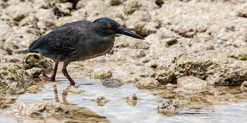 A bird standing in a shallow puddle