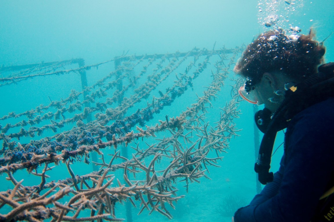 Coral line project in the Maldives