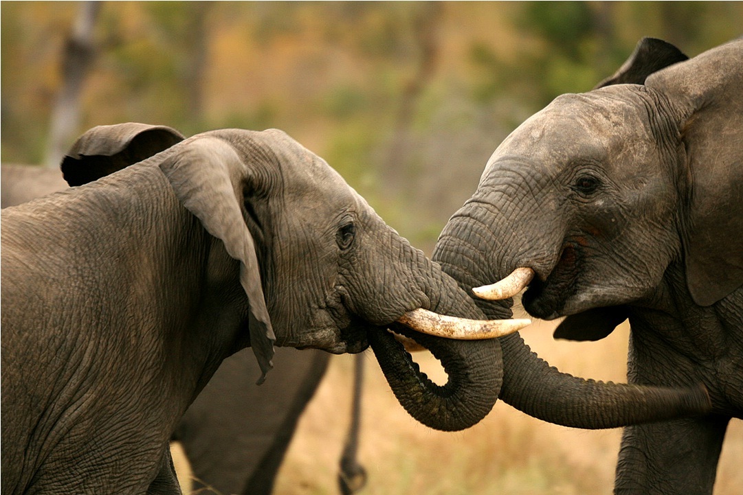 Two Elephants in South Africa