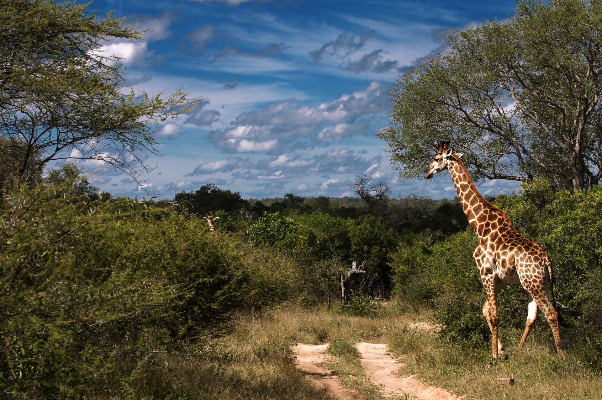 Giraffe at Sausage Tree Safari camp grounds
