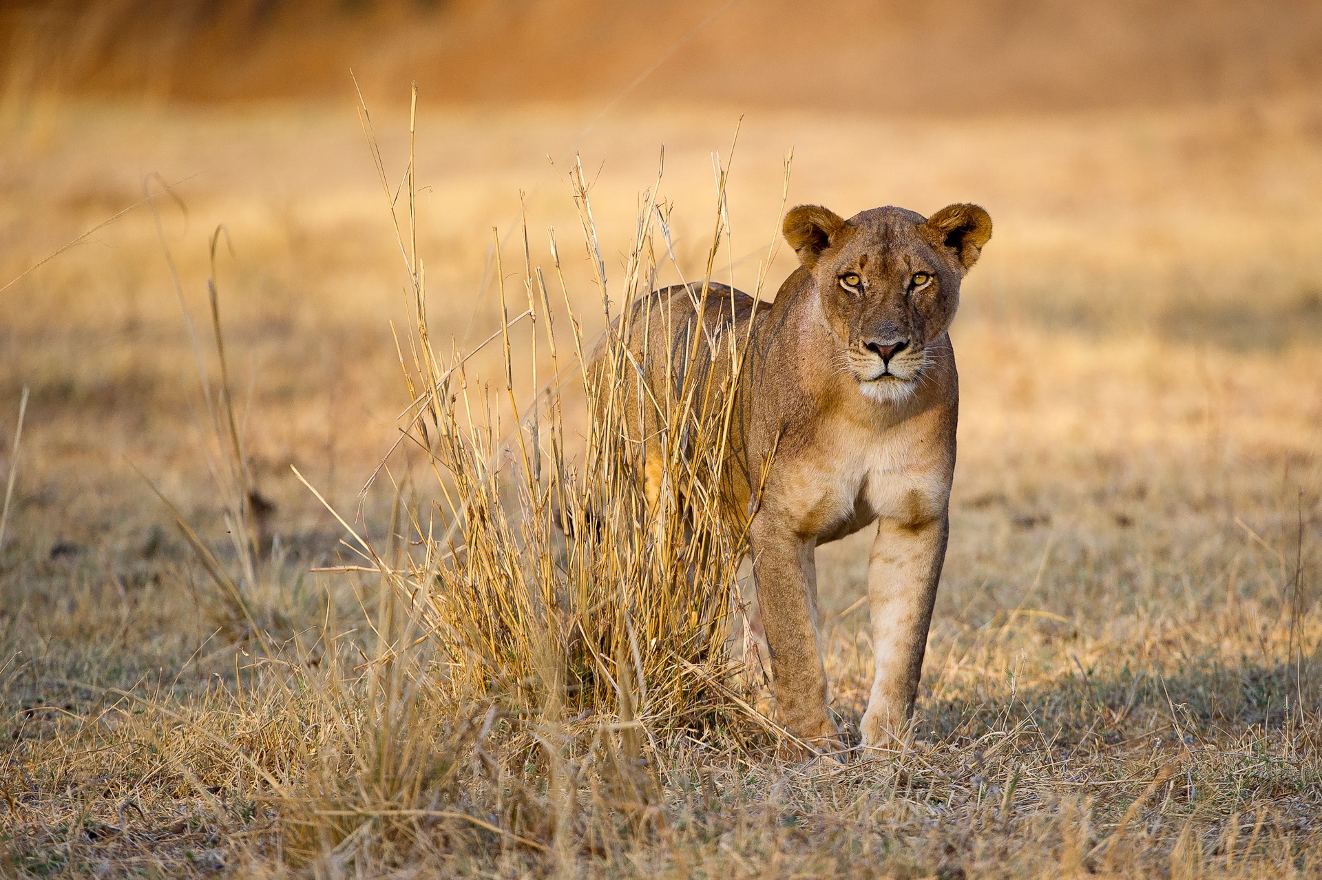 A lion in the wild in Zambia