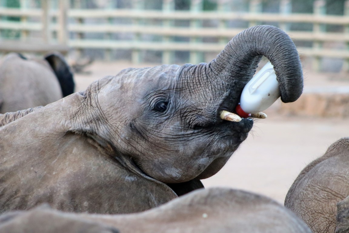 Baby elephant at Reteti