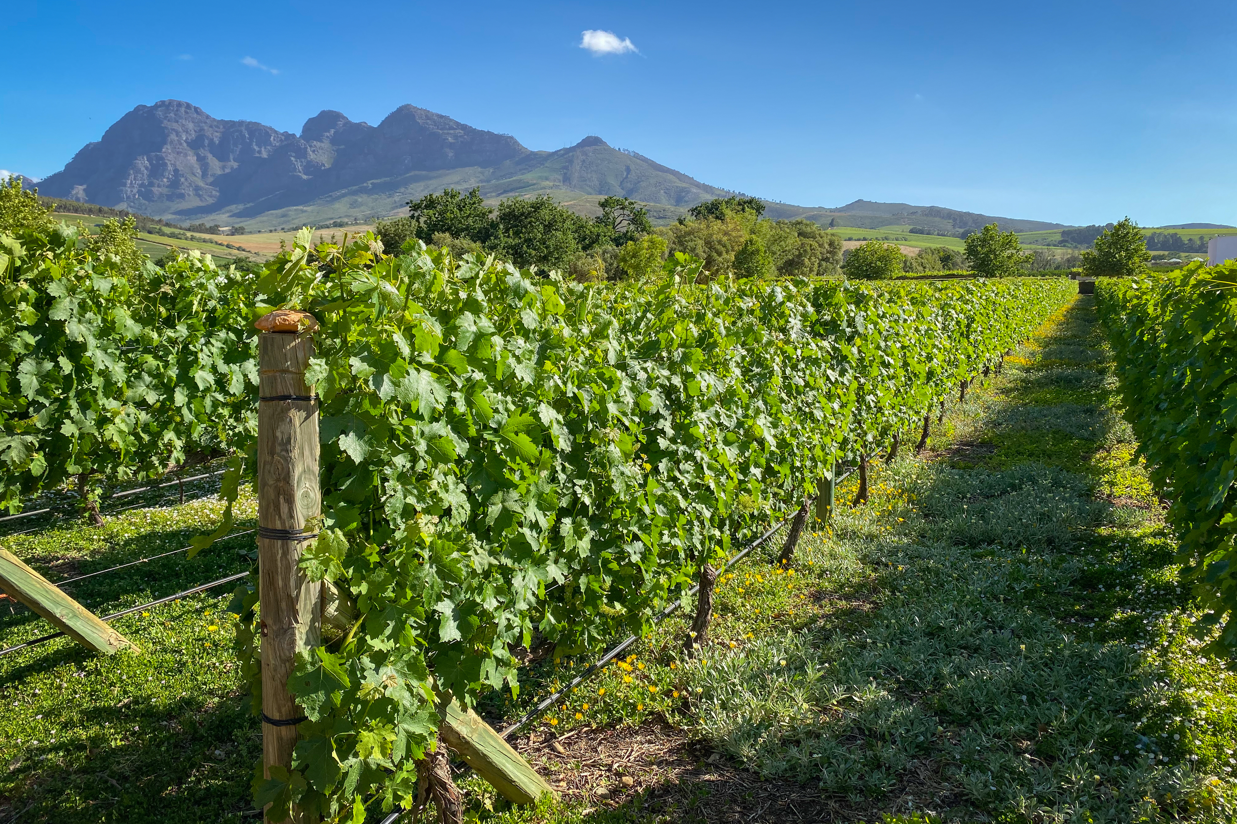 Wine Tasting