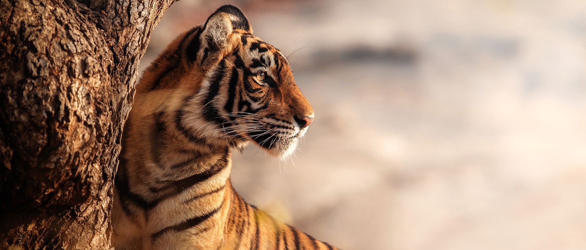 Tiger looking into the distance in India