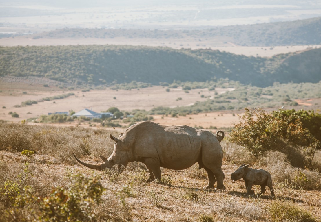South Africa Rhino