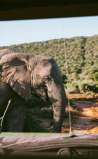 Elephant safari in South Africa