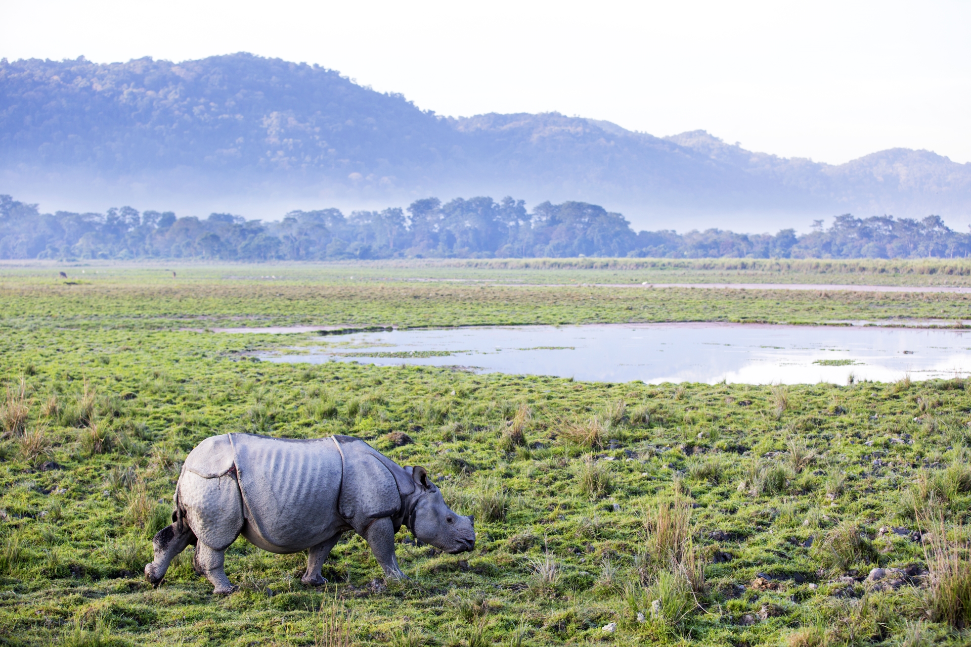 A rhino grazing on the grass in Kaziranga national park in India