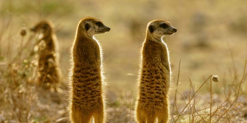 Meerkats peering into the distance