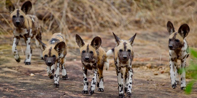 Wild dogs in a pack