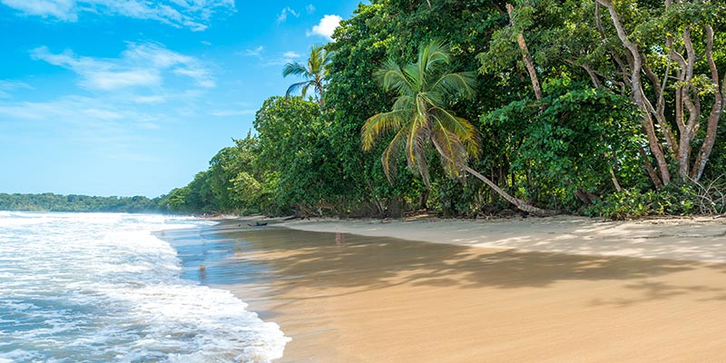 Palm tree lined beach at Cahuita National Park