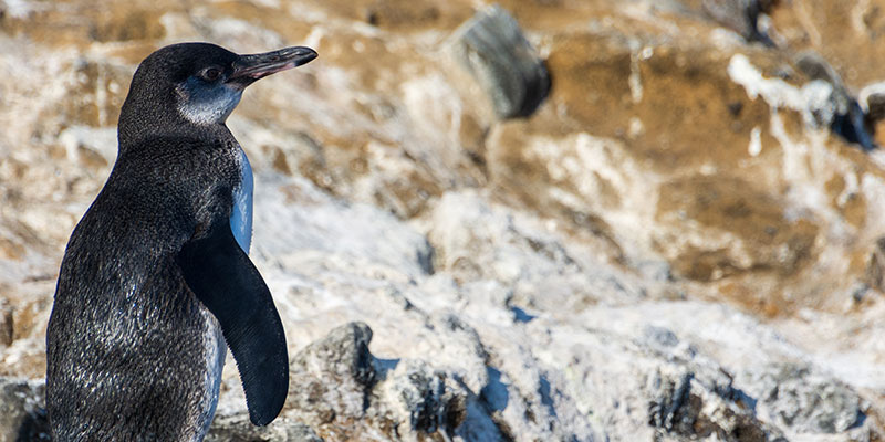 A penguin sitting on rocks