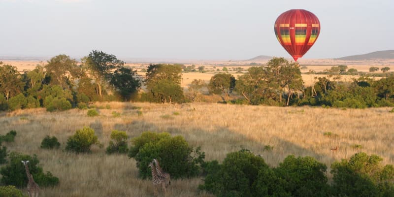 Balloon safari in the Maasai Mara with giraffes roaming below
