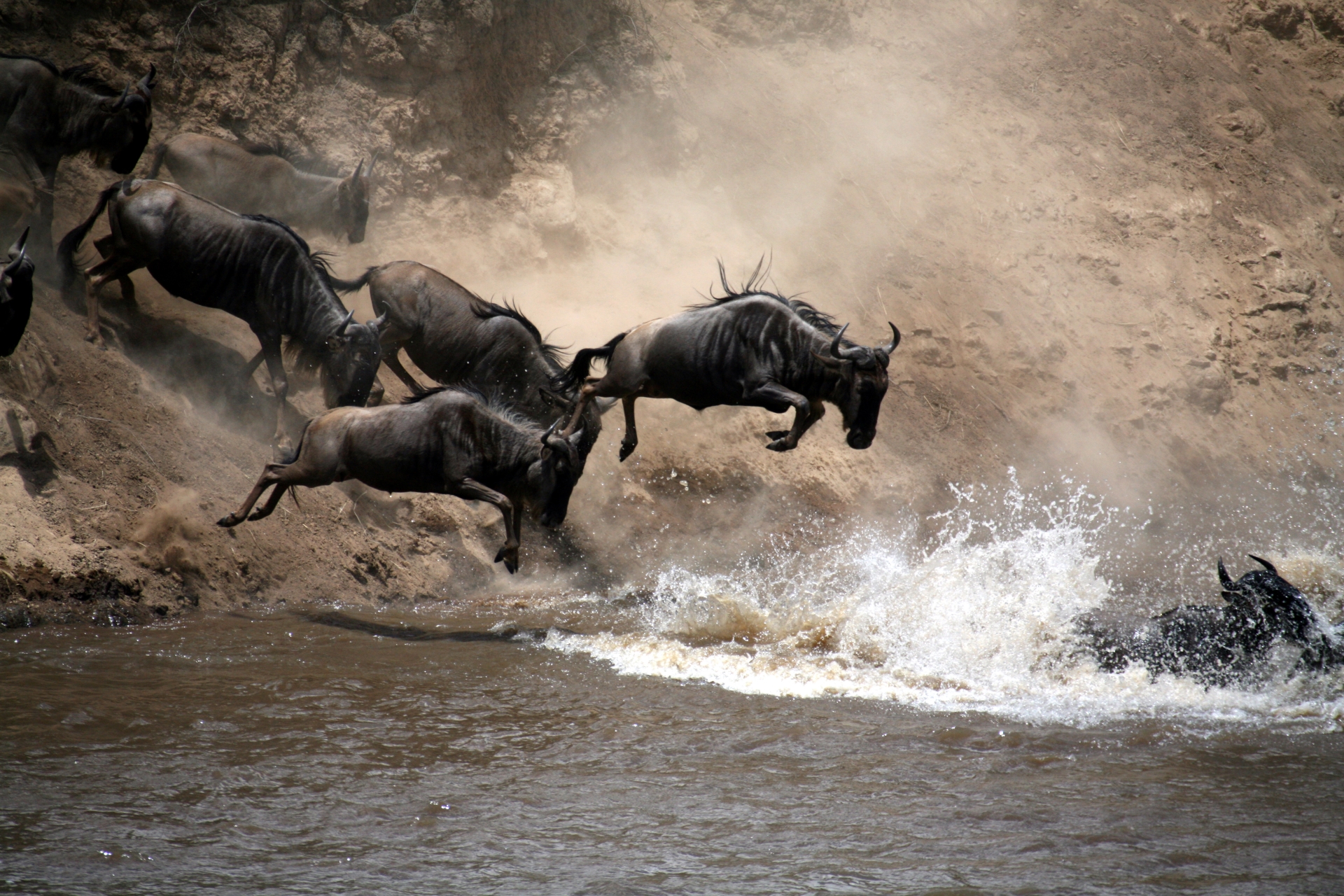 Blue Wildebeests crossing a river in the Great Migration in Keyna