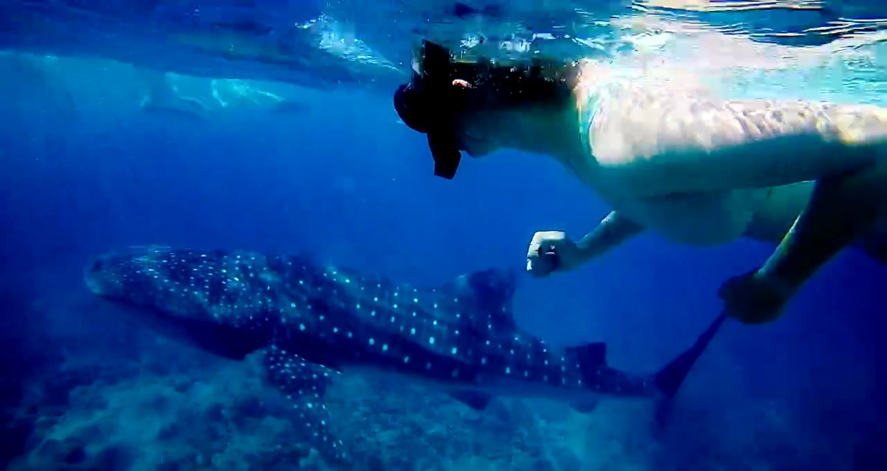 a Scott Dunn travel consultant diving near a whale shark