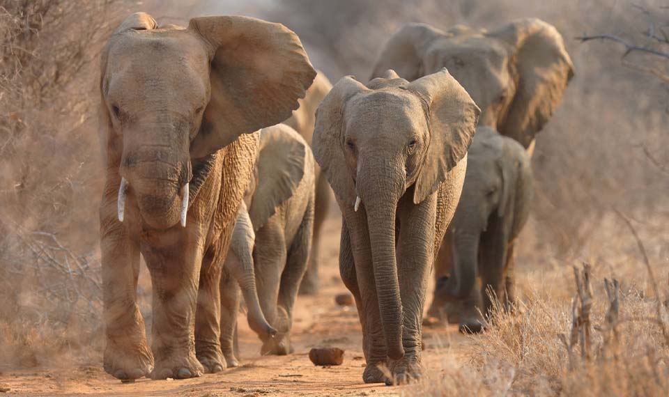 A parade of elephants walking in line
