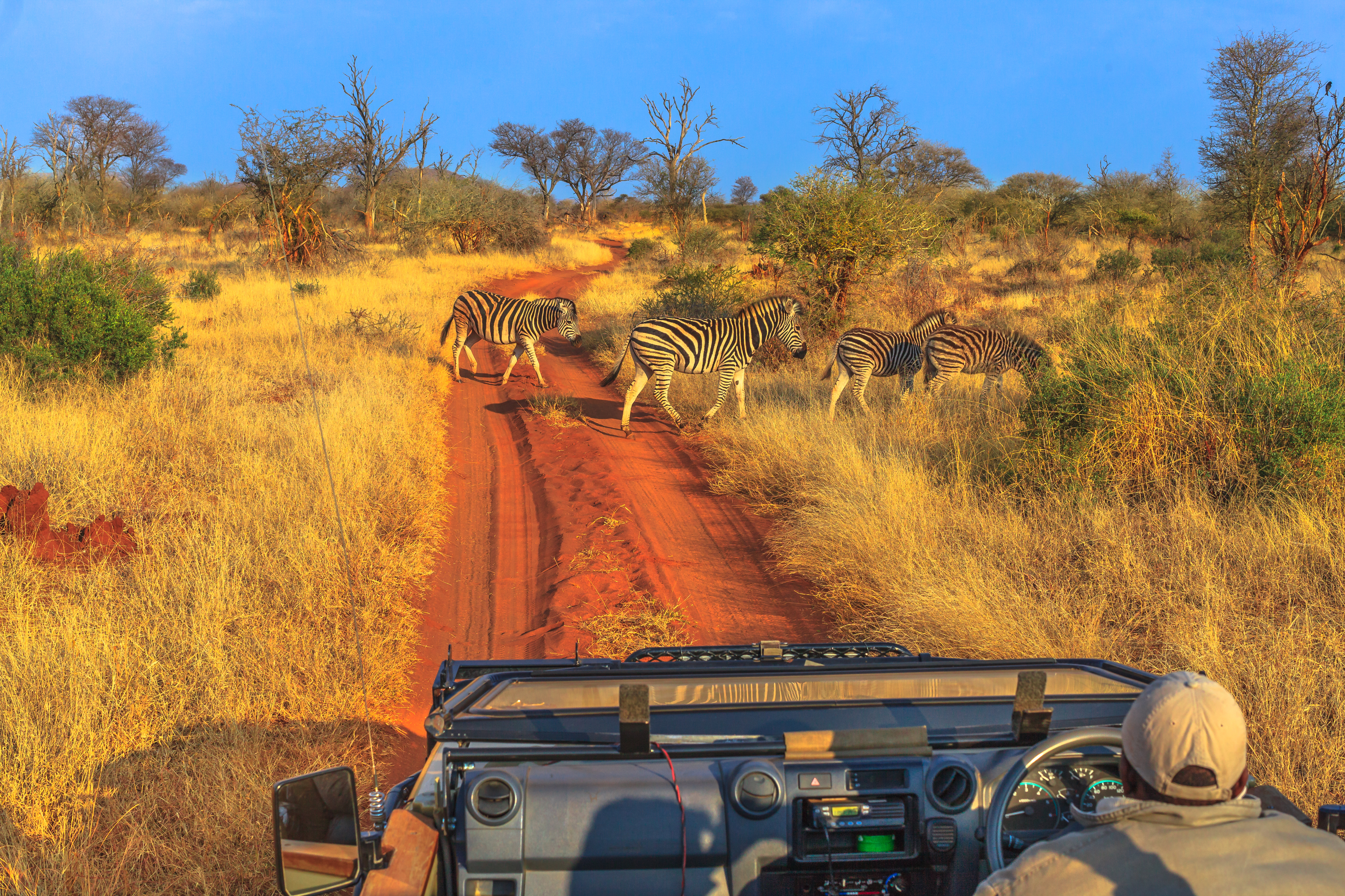 Group of Zebras cross a red sand road during a game drive safari Madikwe savannah landscape in South Africa