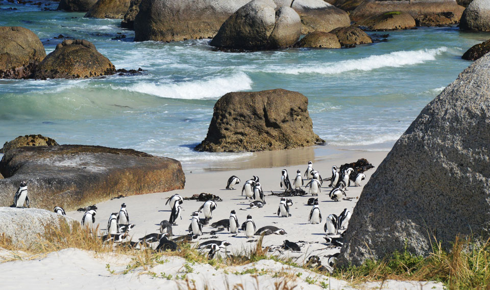 Cape of Good Hope, South Africa