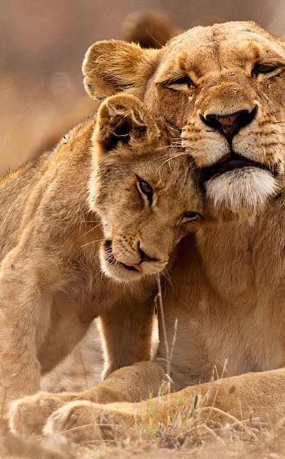 Lions in Kruger, South Africa