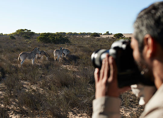 Person looking at Zebras through binoculars