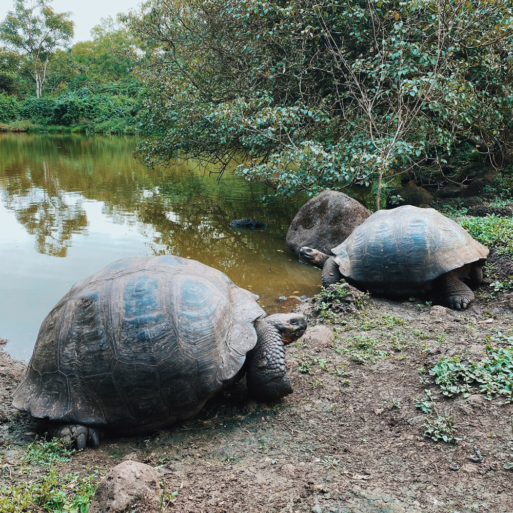 Galapagos Islands