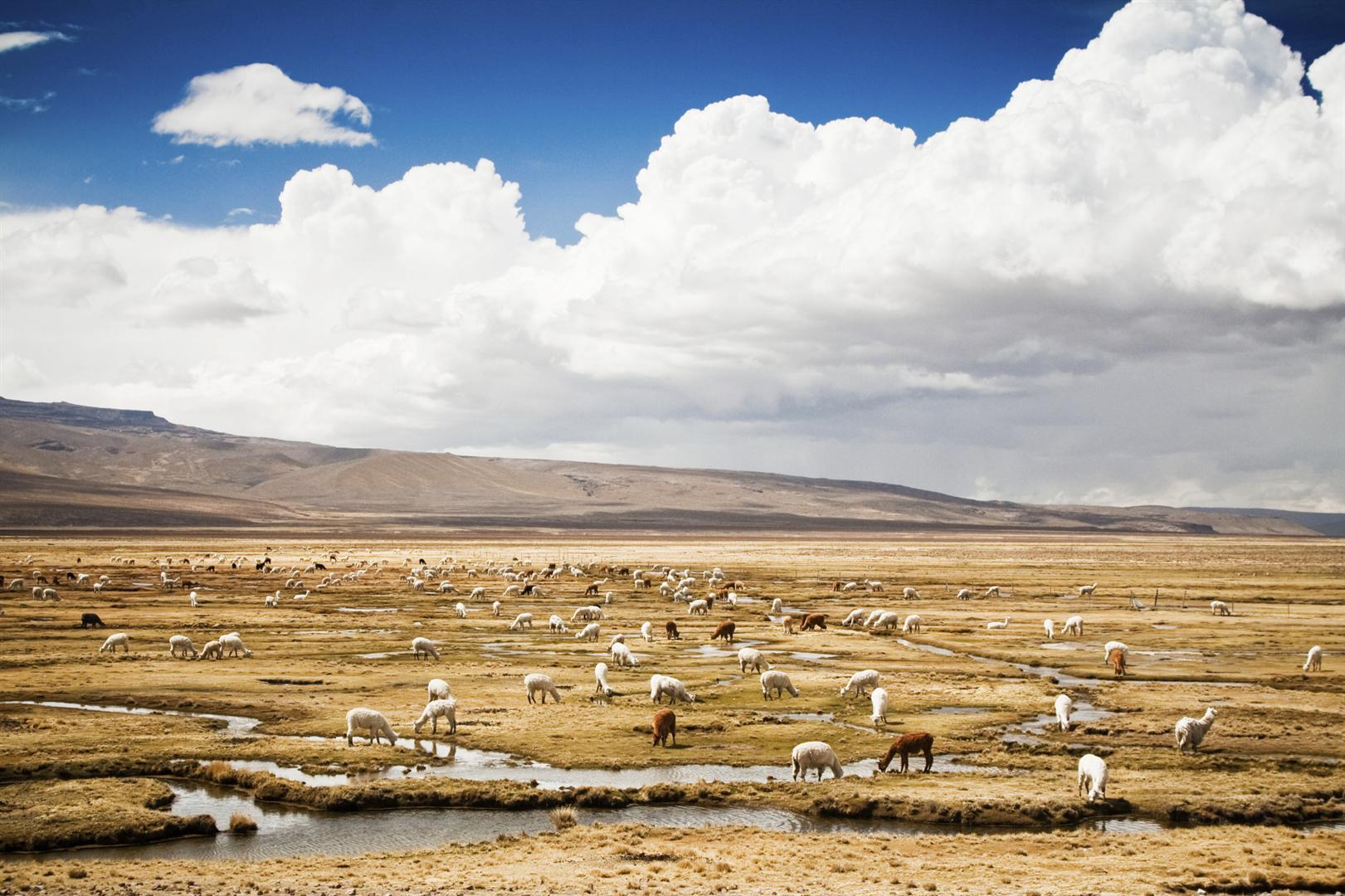 Peru's rolling plains