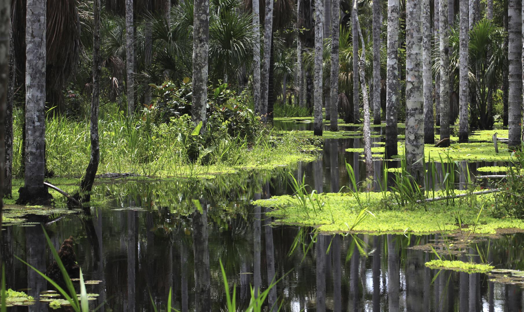 Peruvian Amazon