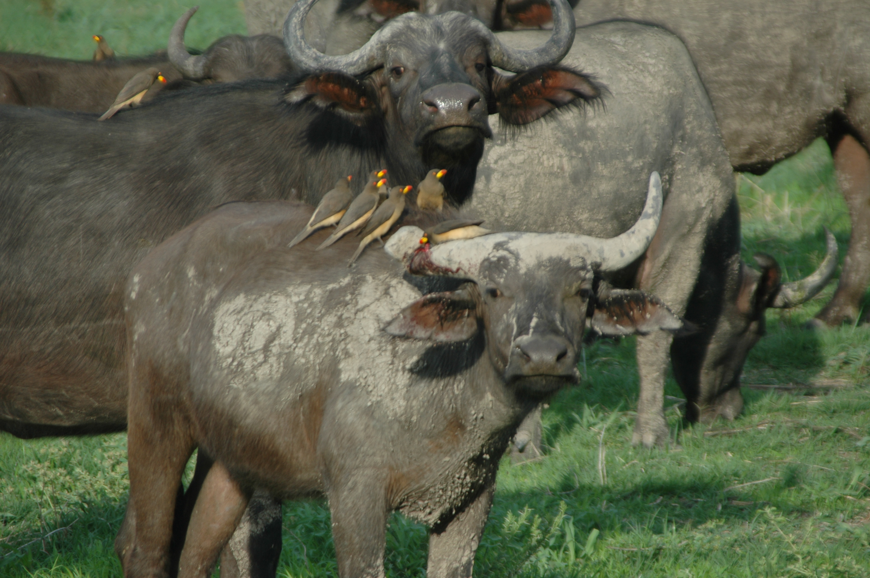 Buffalo