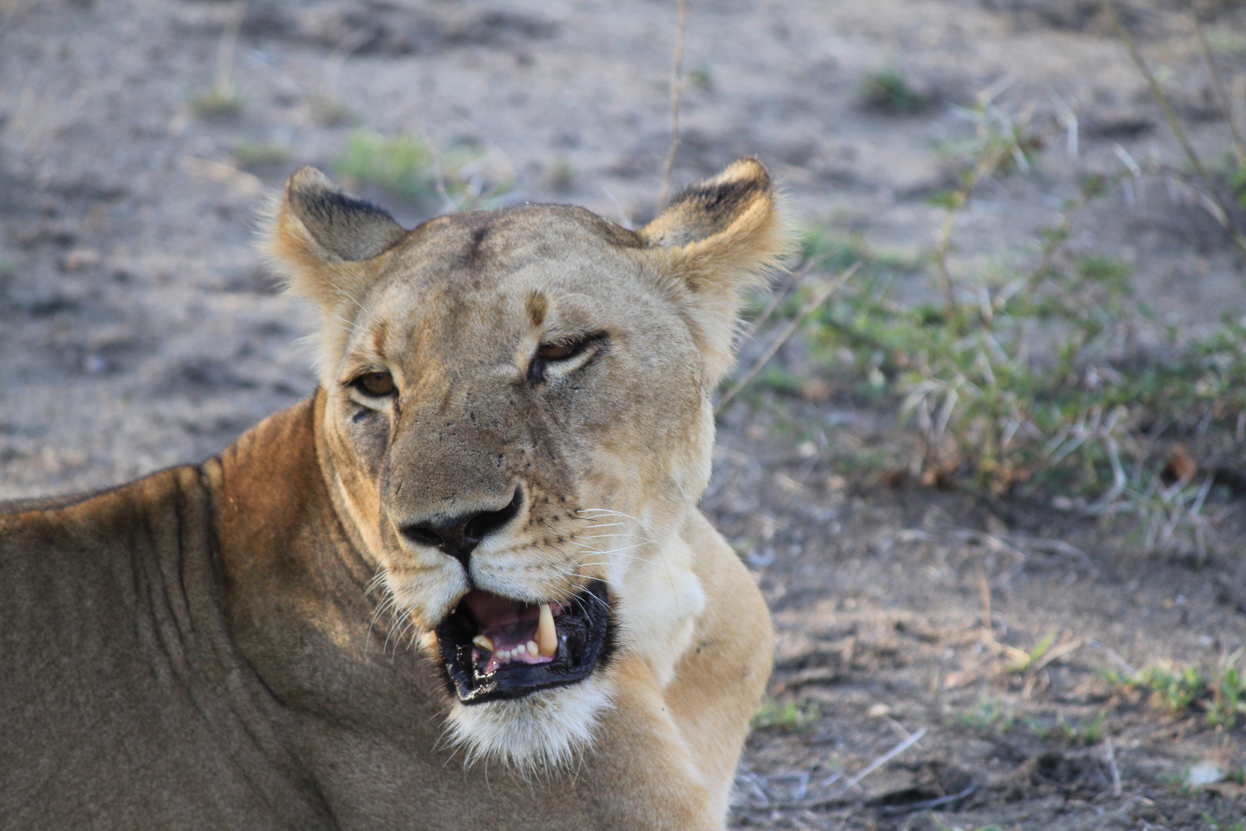 Lion