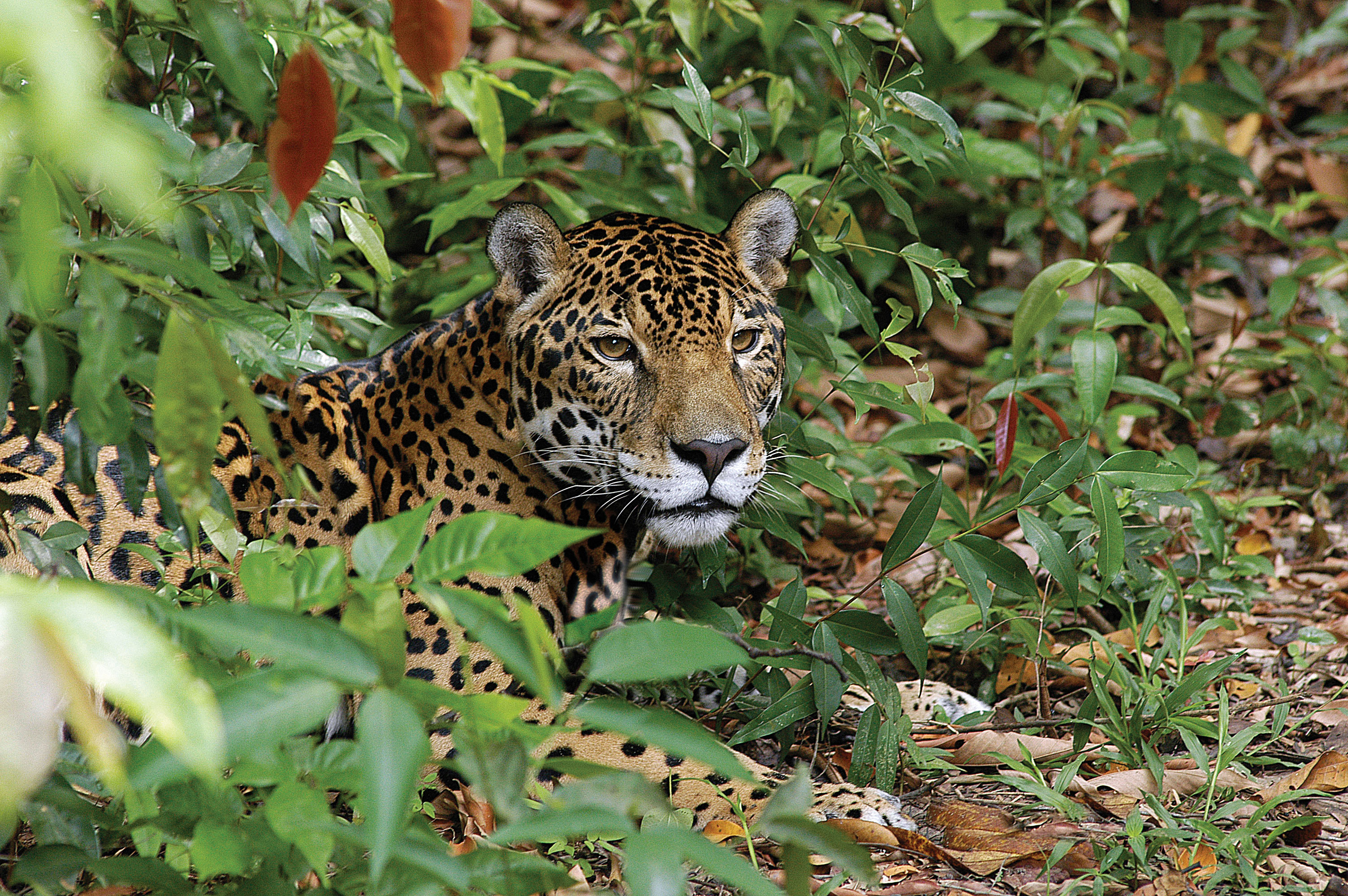 Amazon Jaguar