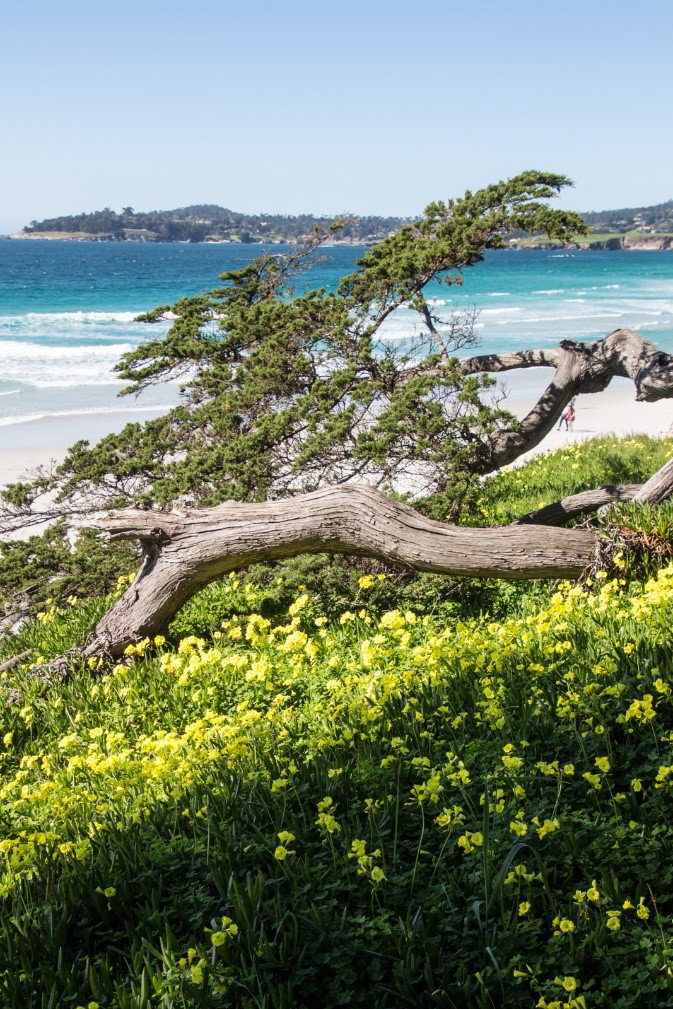 Carmel Beach