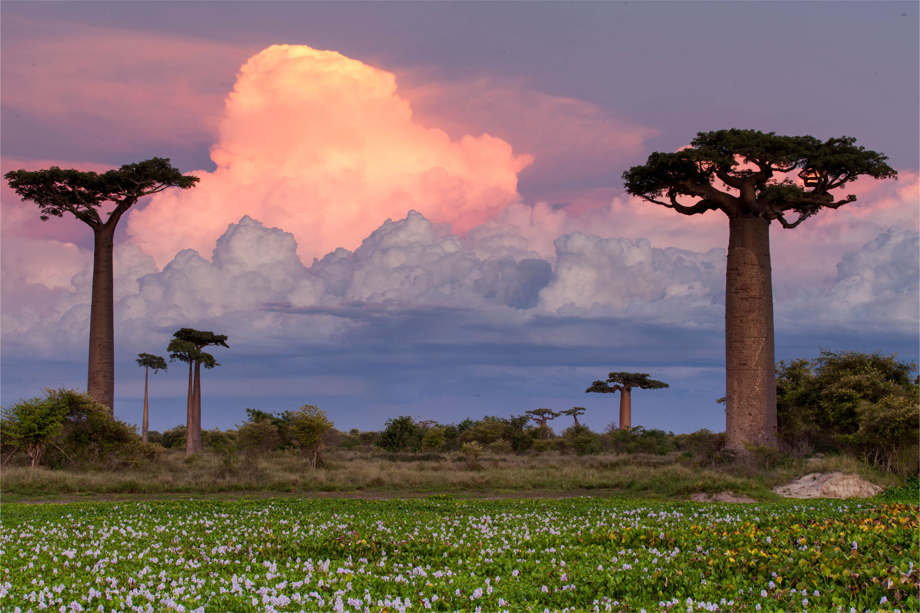 Baobab at sunset