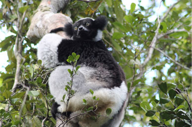 Indri lemur