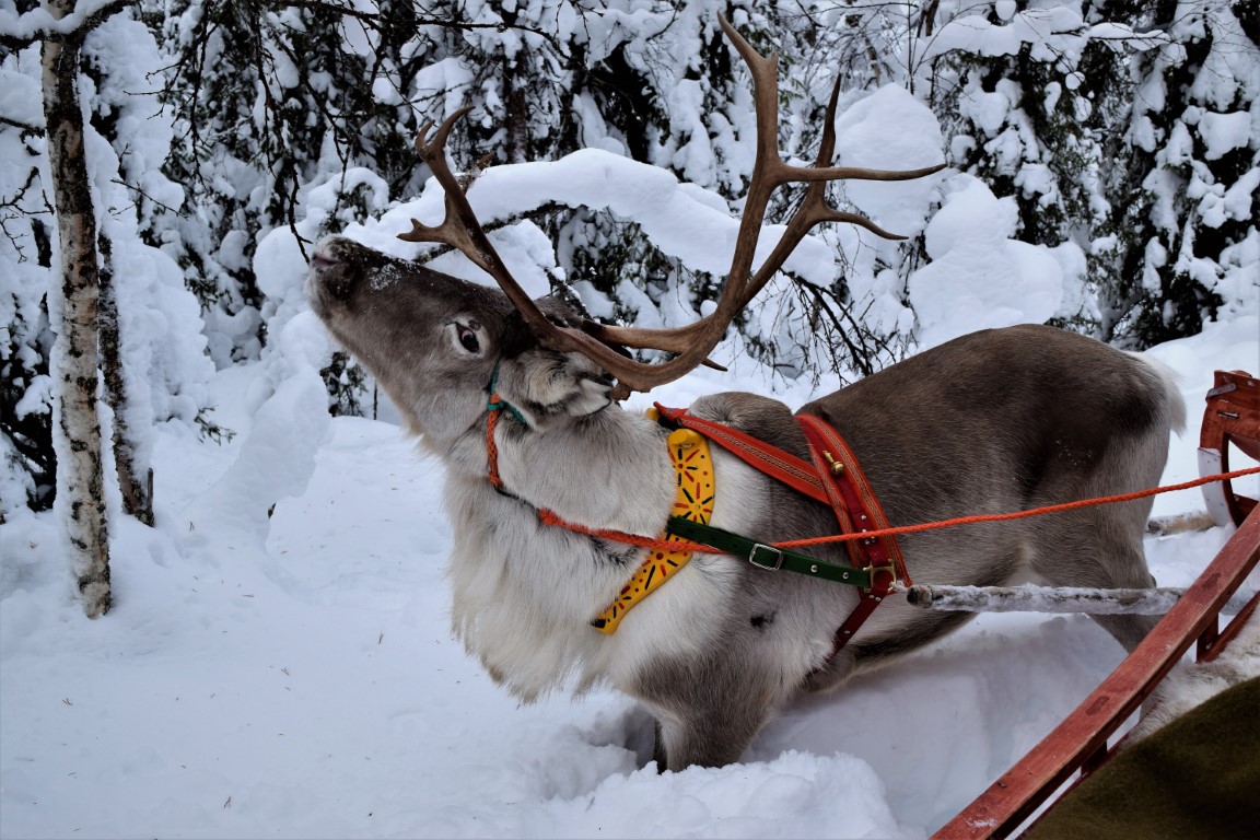 Come face to face with real life reindeer