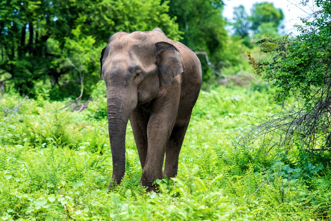 Elephant in national park